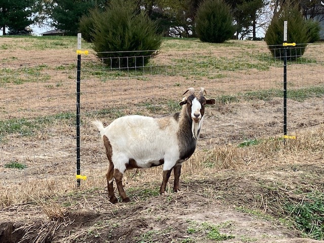 Avery (C6377)