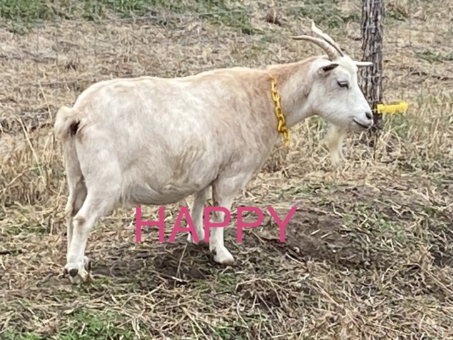 Happy (C3031)