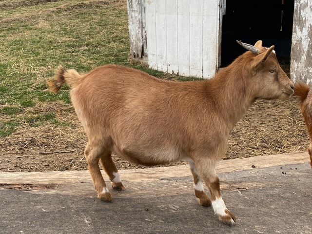 Hei Hei (F0522)