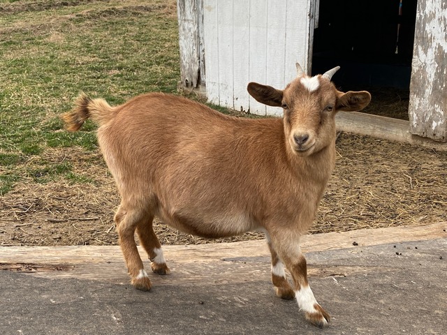 Hei Hei (F0522)