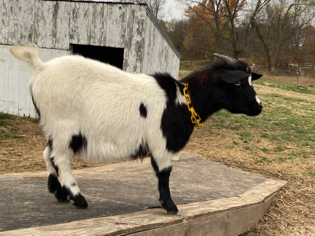 Maggie (F0534)