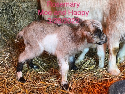 GD Fainters Rosemary LKC (Rosemary)