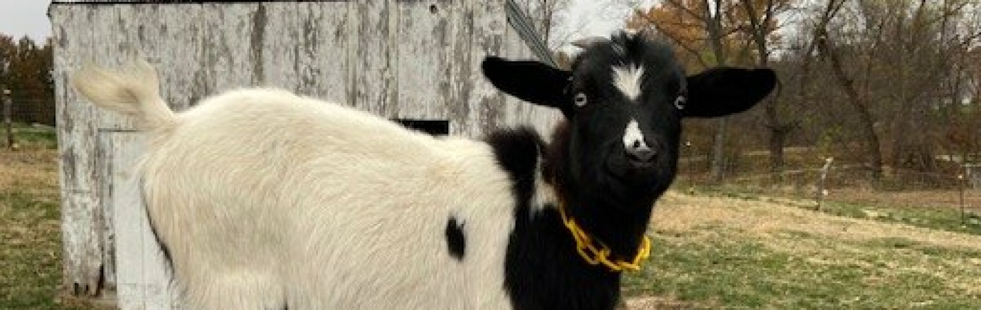 Maggie (F0534)