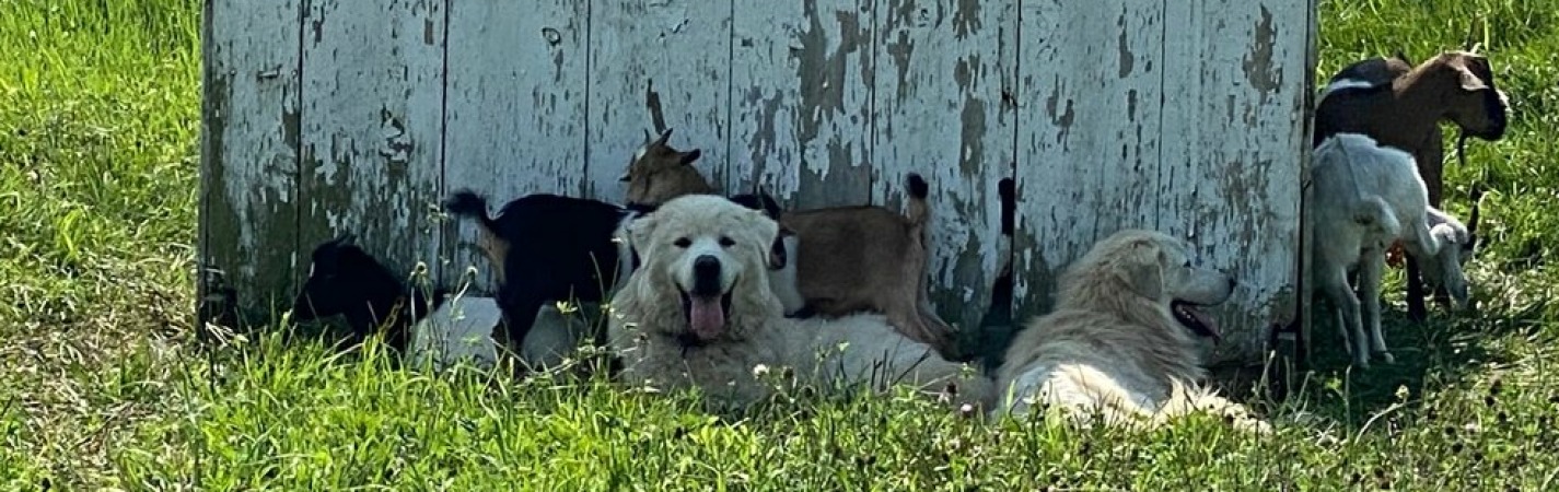 The Guardians