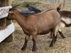 Triple M's Lil Fainters Clover LKC (Clover)