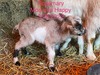 GD Fainters Rosemary LKC (Rosemary)